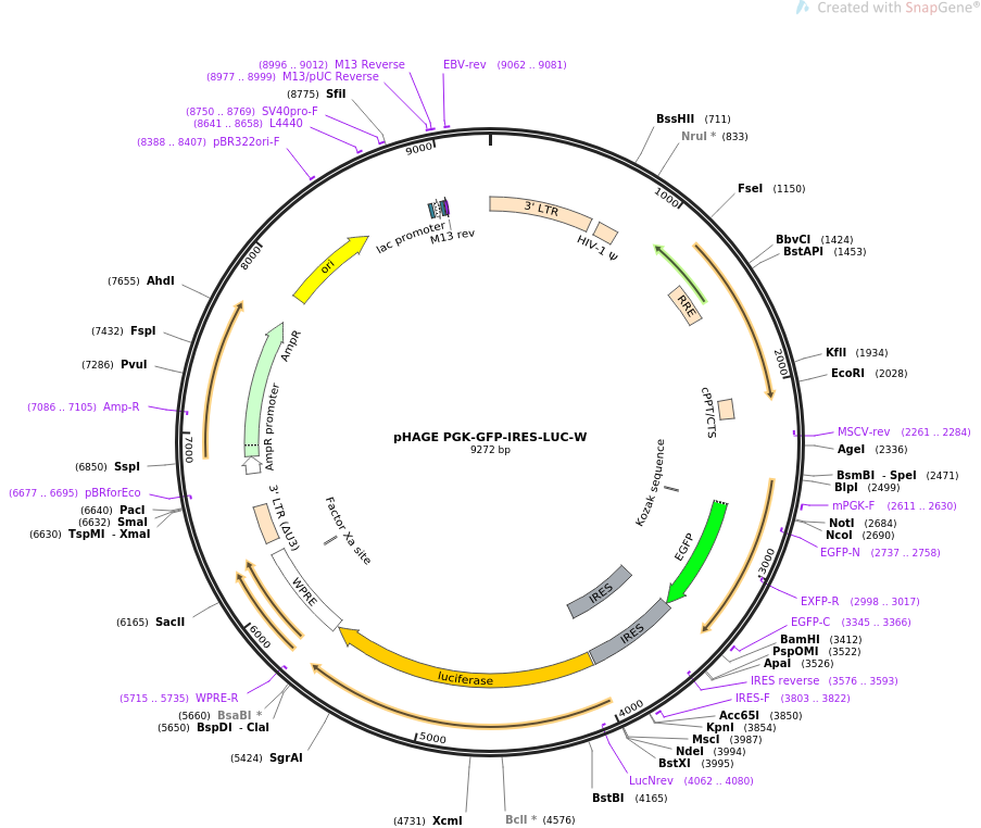 pHAGE PGK-GFP-IRES-LUC-W质粒图谱